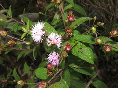 Vernonia alamanii