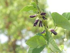 Mucuna pruriens