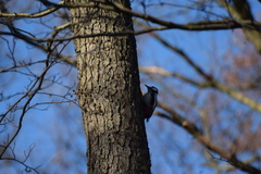 Dendrocopos major