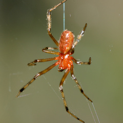 Anelosimus eximius