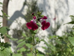Salvia × jamensis