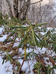 Rhododendron caucasicum