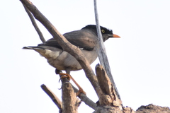 Acridotheres fuscus