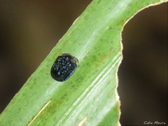 Spaethiella submetallica