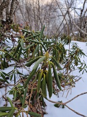 Rhododendron caucasicum