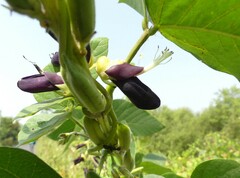 Mucuna pruriens