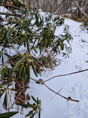 Rhododendron caucasicum
