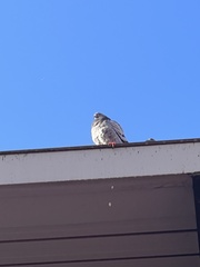 Columba livia domestica