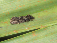Acrolophinae