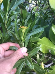 Borrichia arborescens