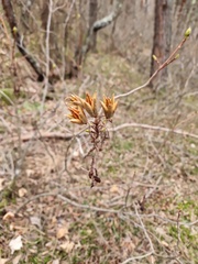 Rhododendron luteum