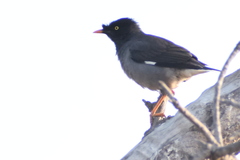 Acridotheres fuscus