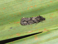 Acrolophinae