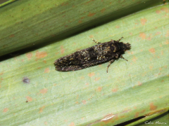 Acrolophinae