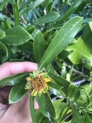 Borrichia arborescens