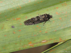 Acrolophinae