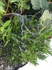 Borrichia arborescens