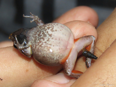 Physalaemus cuvieri