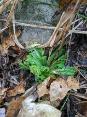 Primula veris
