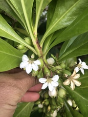 Scaevola plumieri