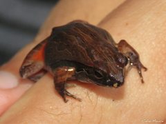 Physalaemus cuvieri