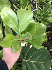 Scaevola plumieri