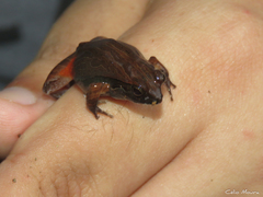 Physalaemus cuvieri