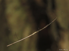 Ariamnes longissimus