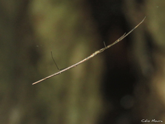 Ariamnes longissimus