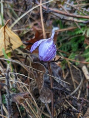 Crocus tauricus