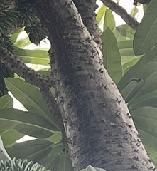 Pachypodium lamerei