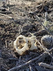 Ileodictyon cibarium