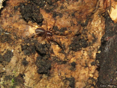 Corinninae