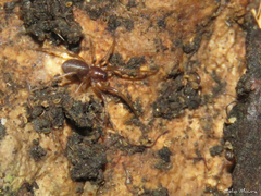 Corinninae