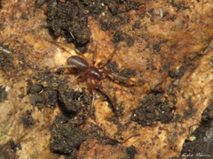 Corinninae