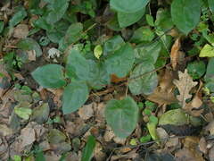 Epimedium