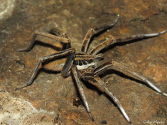 Ancylometes concolor