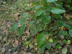 Epimedium