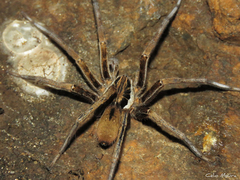 Ancylometes concolor