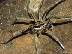 Ancylometes concolor
