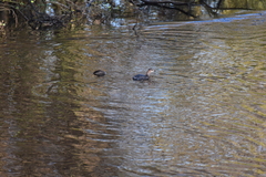 Tachybaptus ruficollis