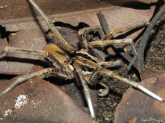 Ancylometes concolor