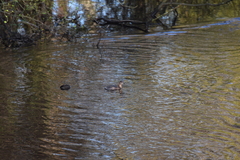 Tachybaptus ruficollis