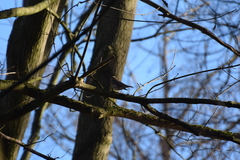 Turdus iliacus