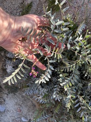 Astragalus palmeri