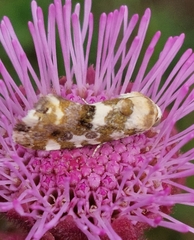 Acontia transfigurata