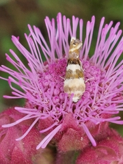 Acontia transfigurata