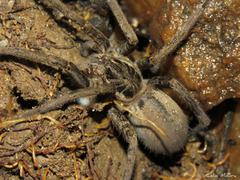 Ancylometes concolor