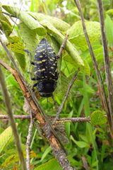 Lampetis dilaticollis