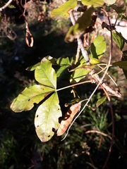 Laburnum anagyroides